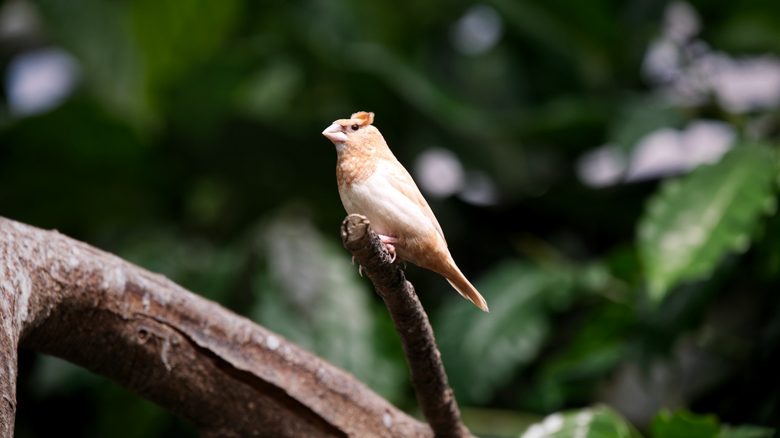 a bird perched on a branch