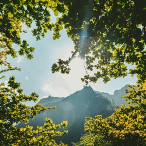 green leaf trees near mountain at daytime