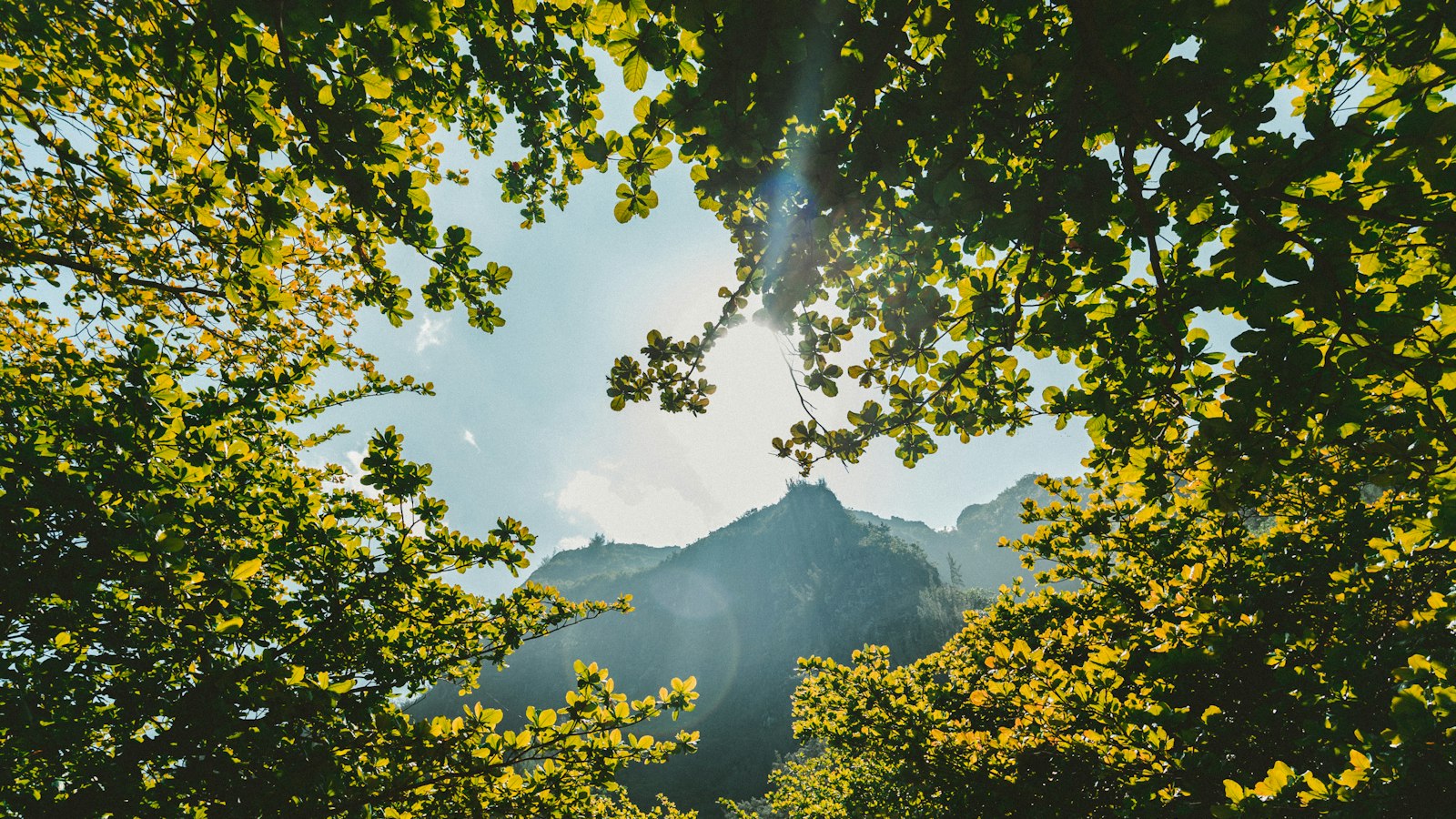 green leaf trees near mountain at daytime