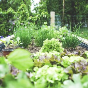 Lettuce and chives growing in a wooden raised garden bed in Gesees