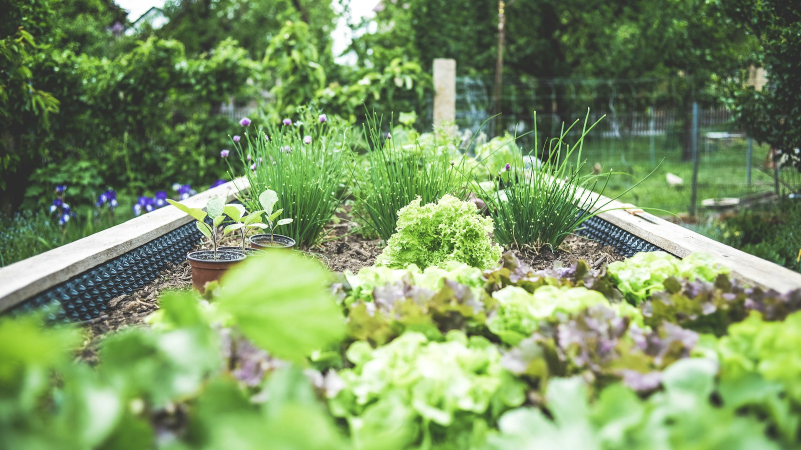 Lettuce and chives growing in a wooden raised garden bed in Gesees