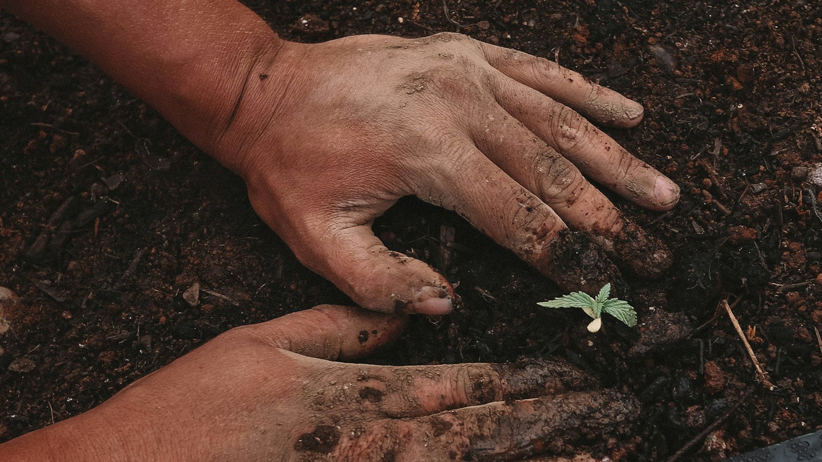 Hands covered in dark soil planting a small green seedling in the ground