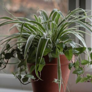 a potted plant on a window sill