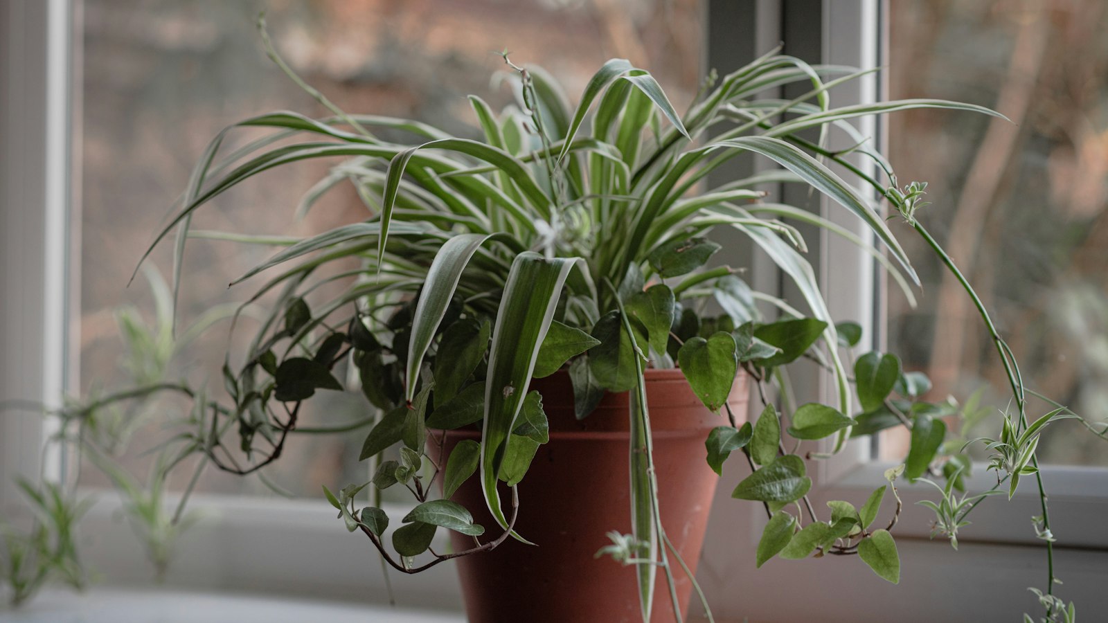 a potted plant on a window sill
