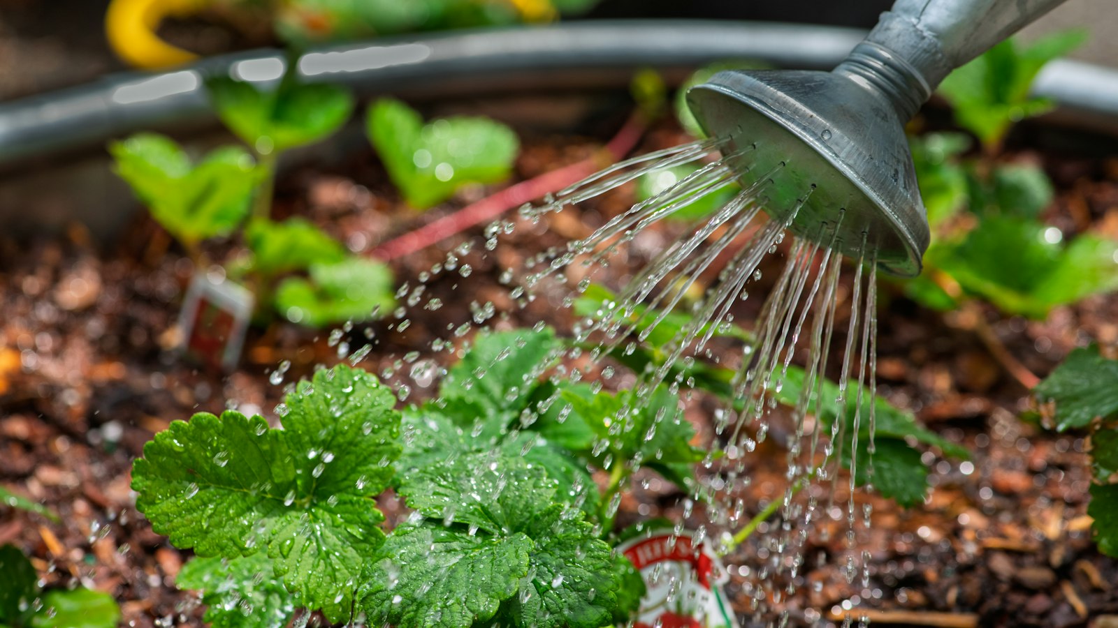 Watering plants with a watering can