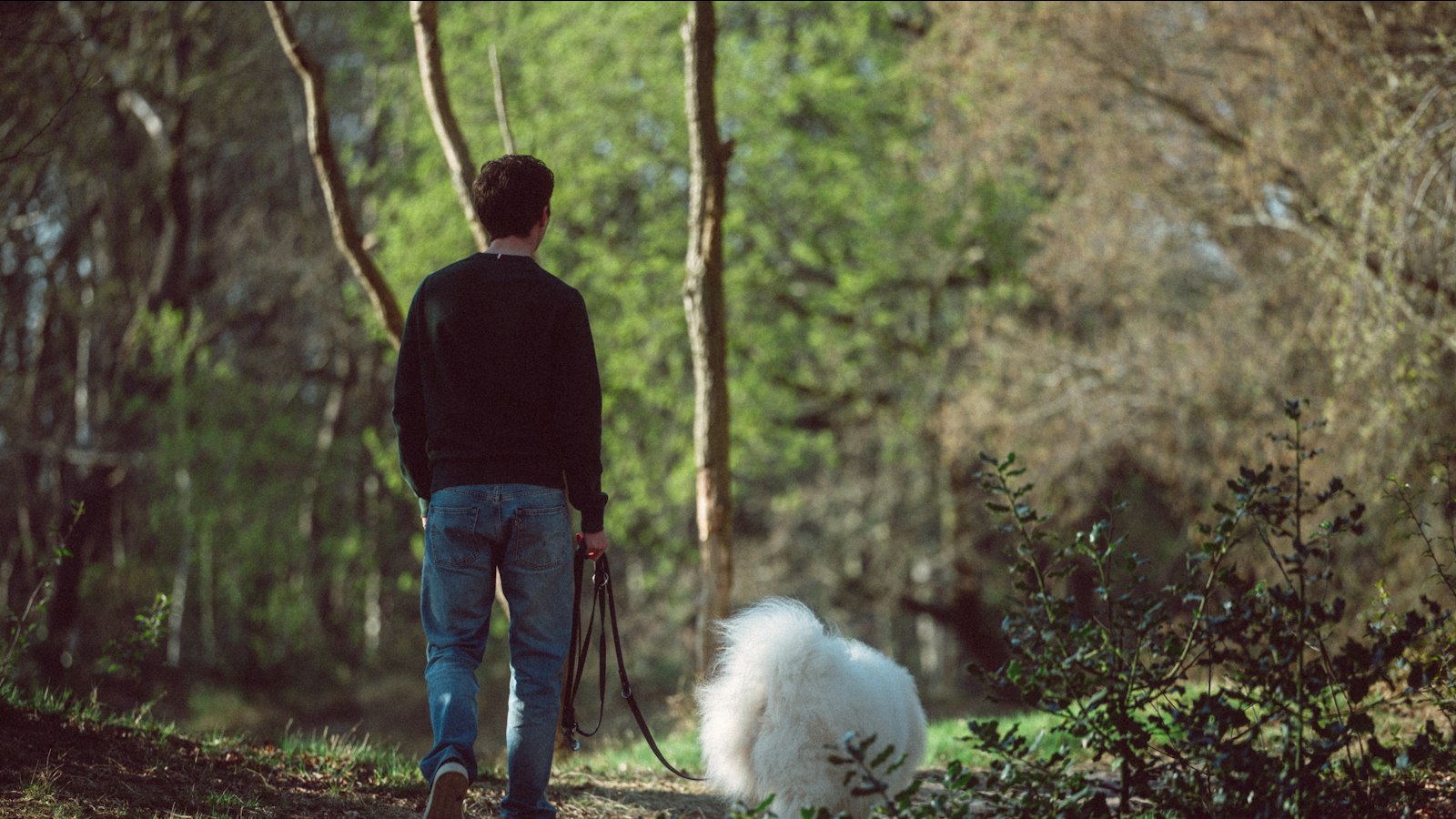 Man walks dog on a forest path